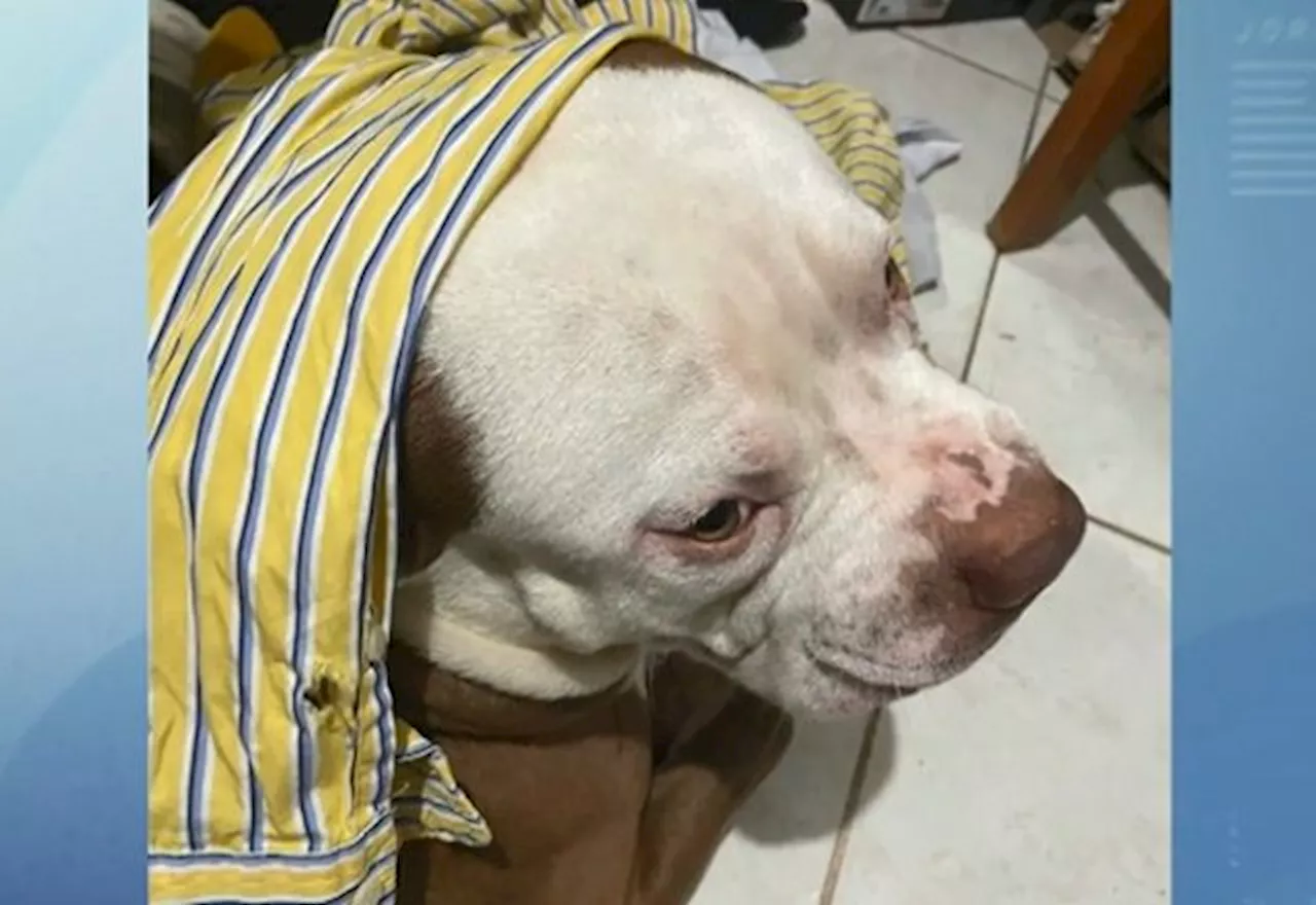 Policial é acusado de atirar e matar cachorro por “pura maldade”