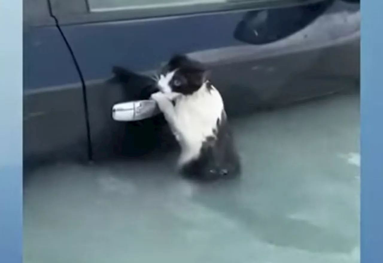 VÍDEO: Gatinho é resgatado após fortes tempestades em Dubai