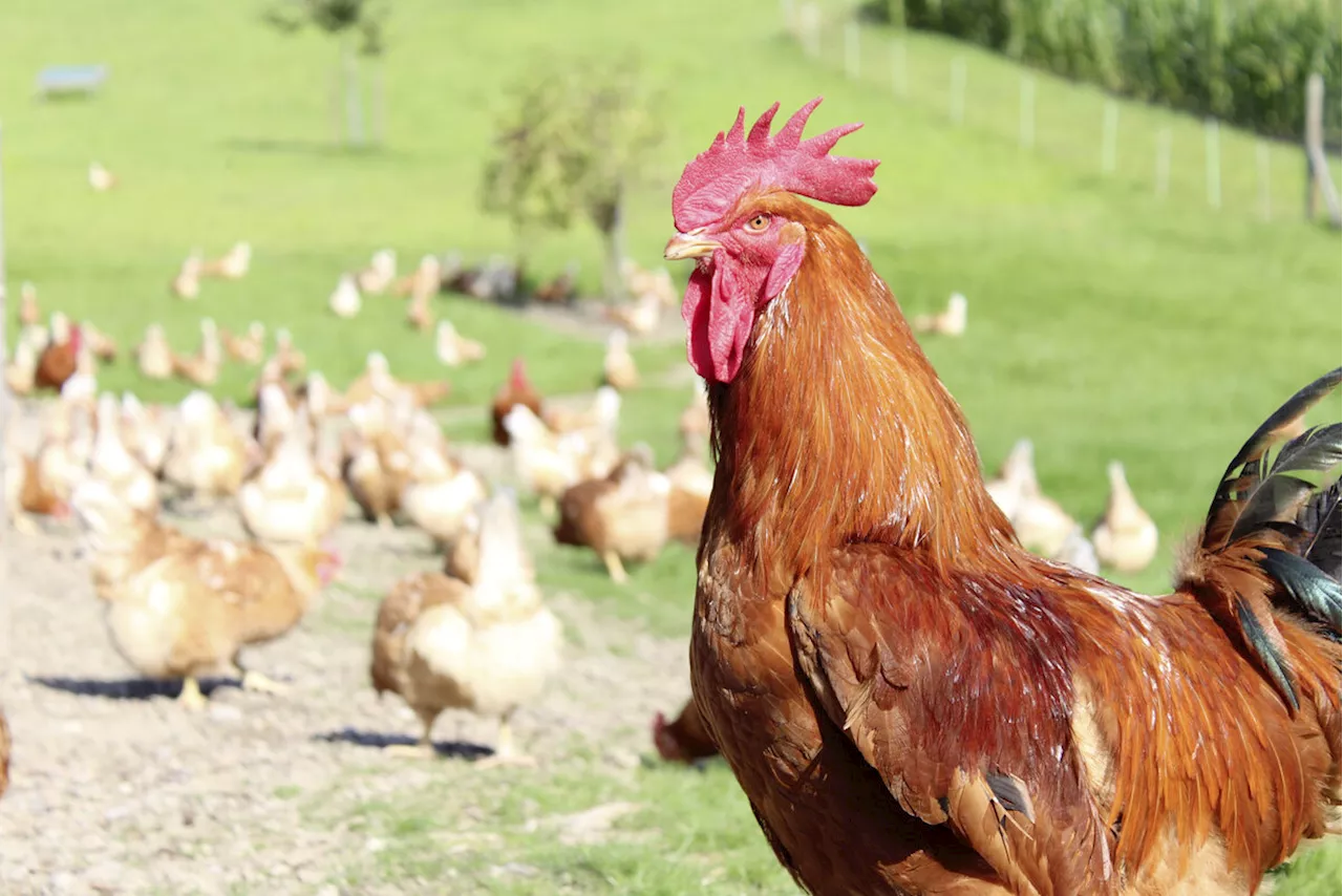 Landwirte werden vor Klagen geschützt