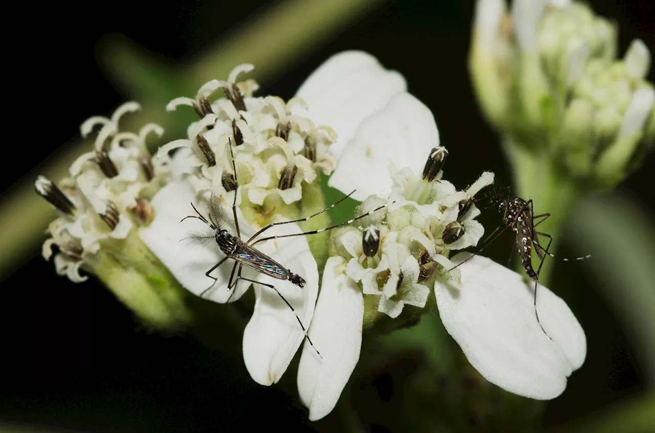 Bacteria found in mosquito guts could help scientists fight dengue, Zika