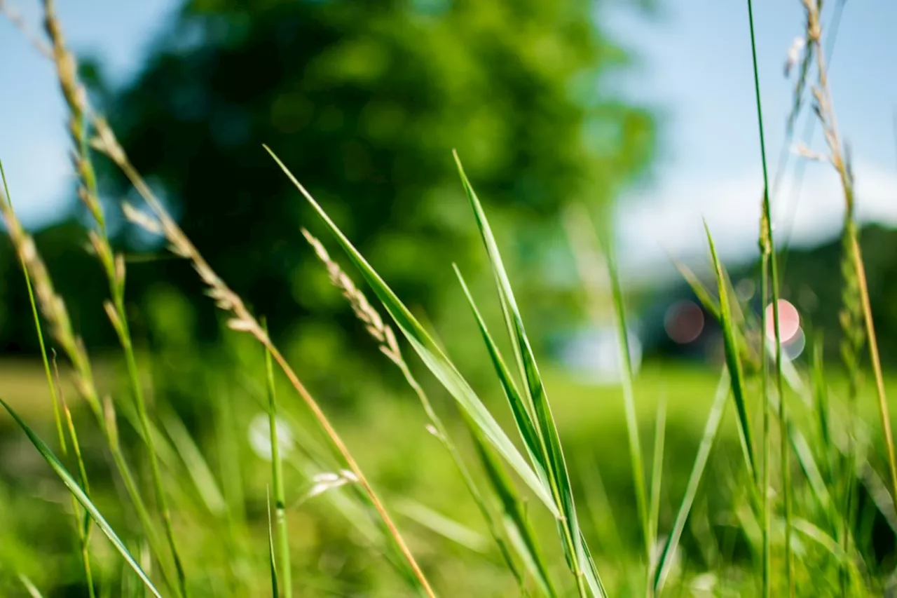 Test your knowledge of local plants and wildlife, with prizes up for grabs