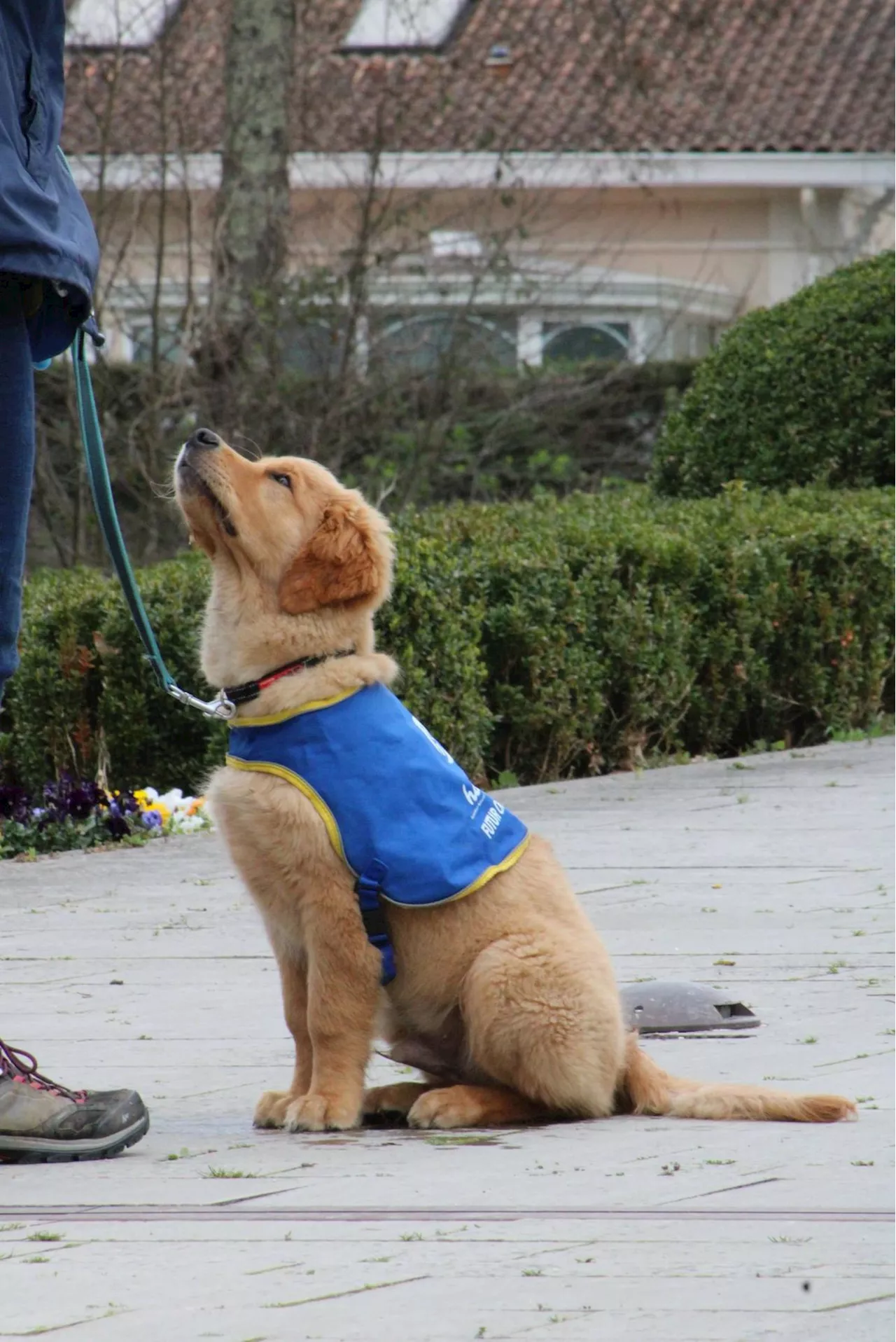 Gironde : Handi’Chiens cherche des familles d’accueil à Castelnau-Médoc et environs