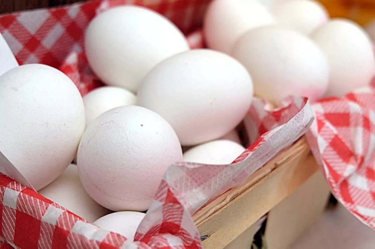 El Niño affects egg production, size