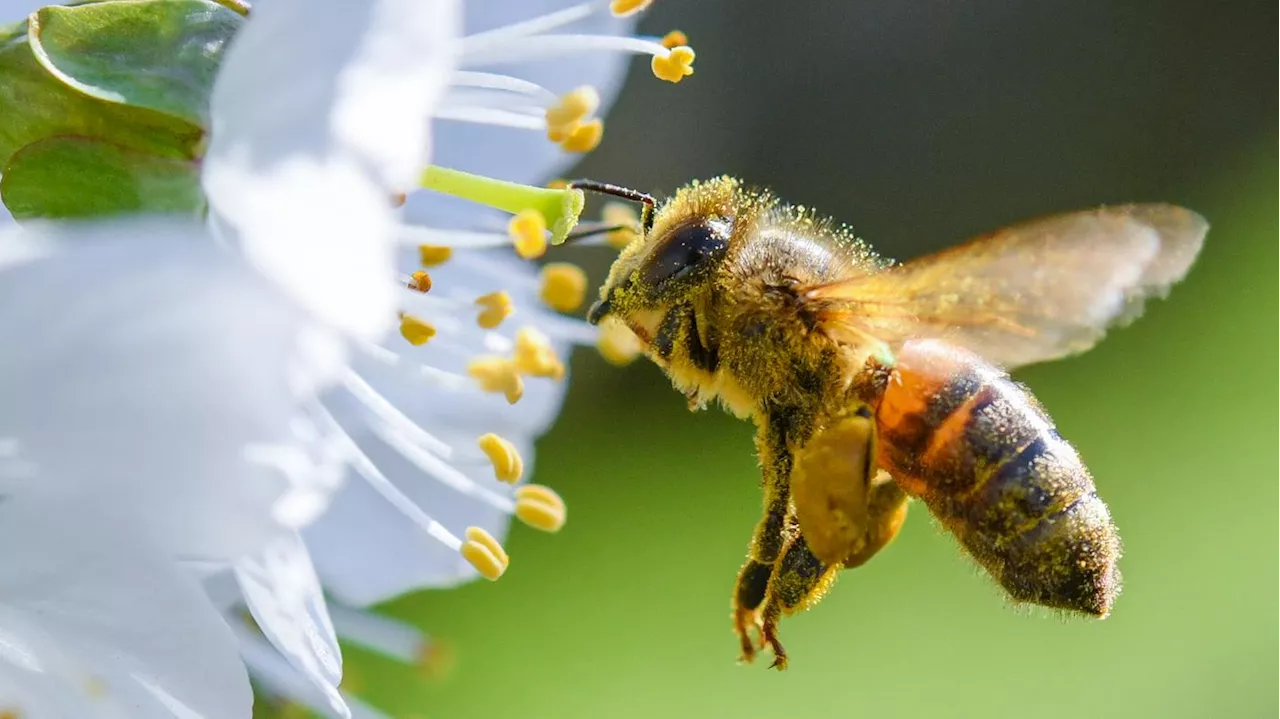 Biologie: In der Natur schützen, was wir Menschen zum Überleben brauchen