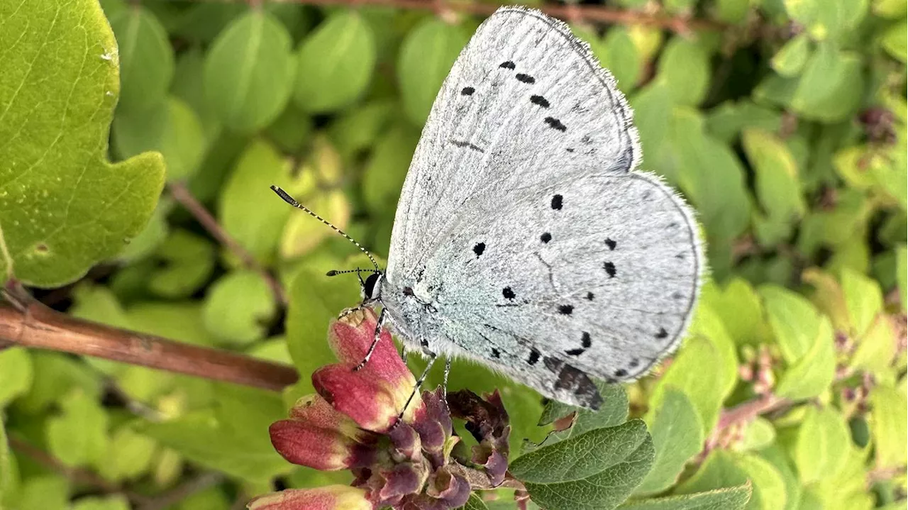 Botanischer Garten Berlin: Das Wissen über die Artenvielfalt teilen