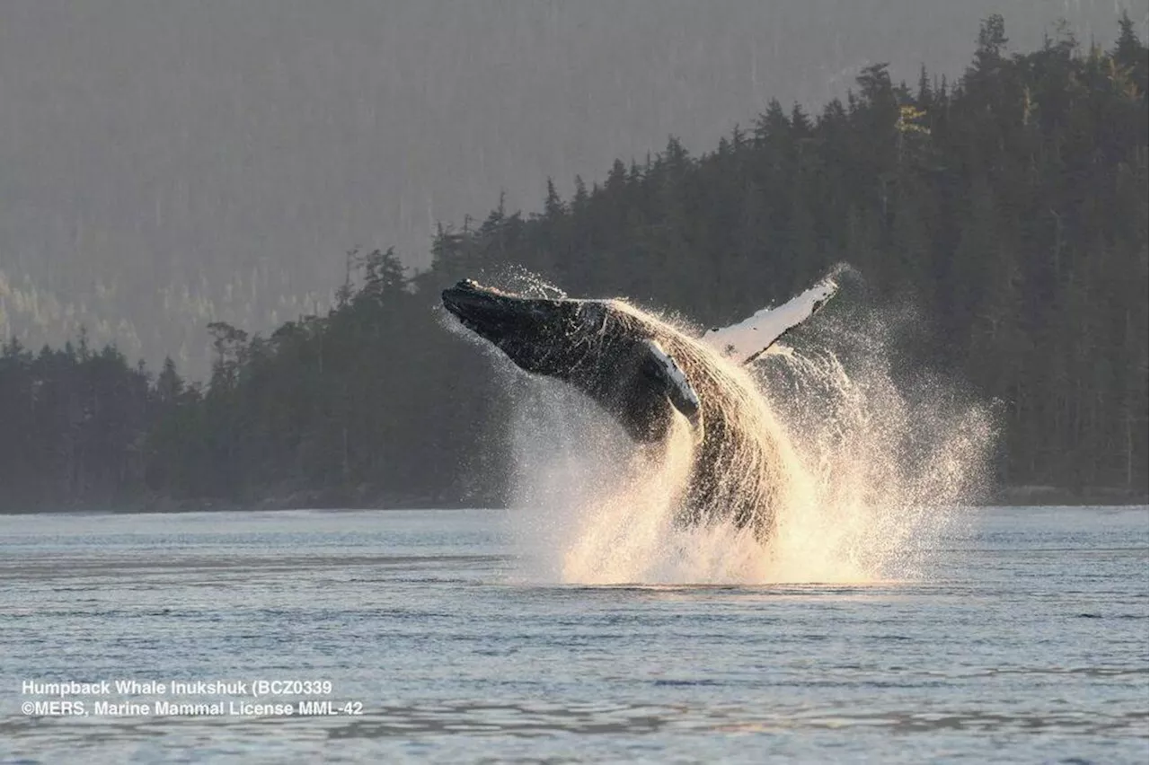 Sir David Attenborough shines a global spotlight on B.C. humpback whales