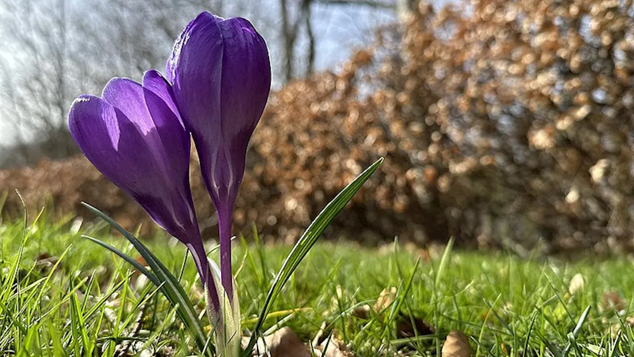 Weekend med flot solskin, men koldt og med hidsige byger