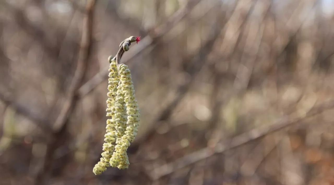 Derfor kan du blive allergisk over for hasselbuskens harmløse pollen