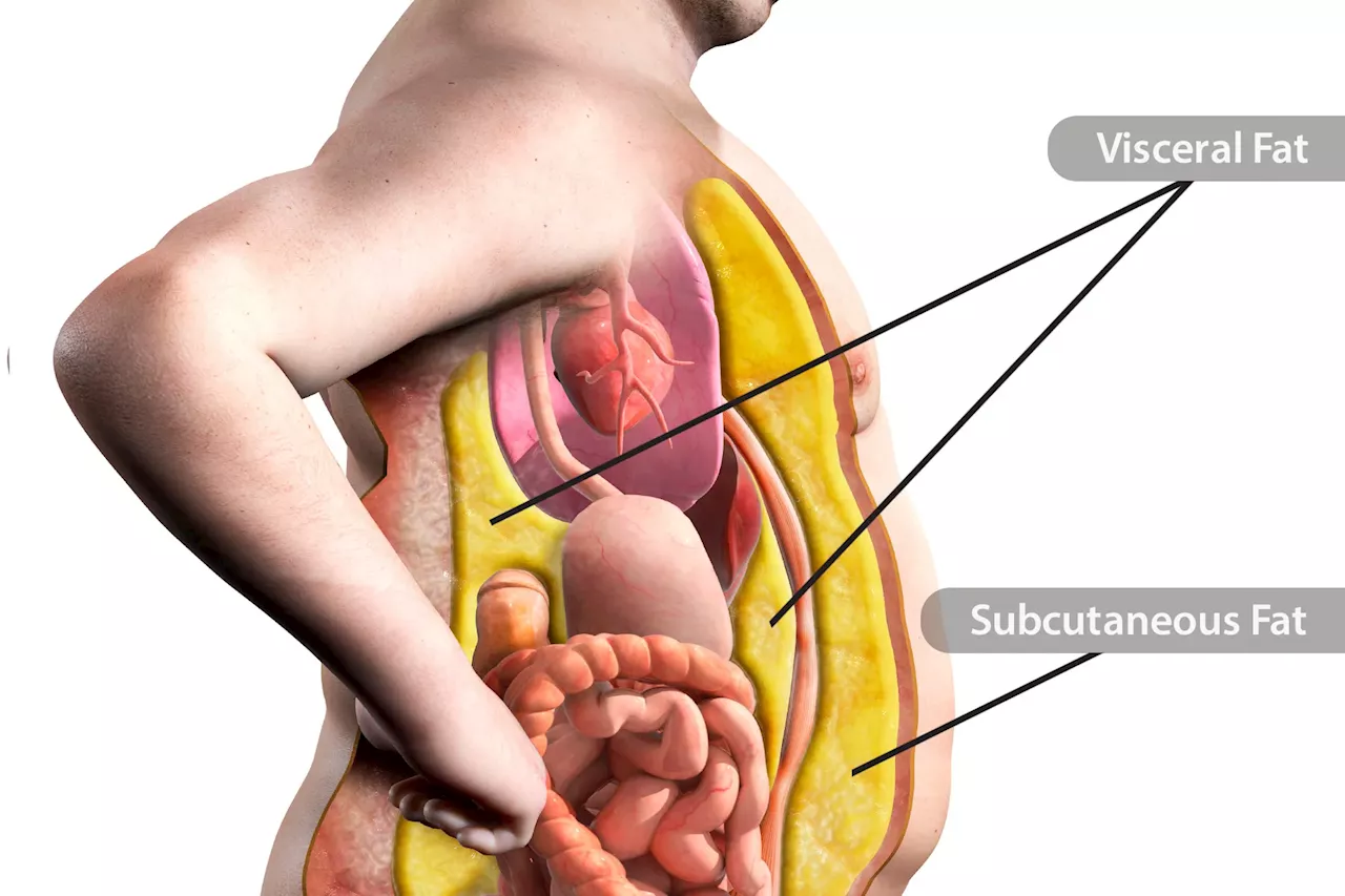 The Fat You Can’t See Can Be Most Dangerous to Your Health