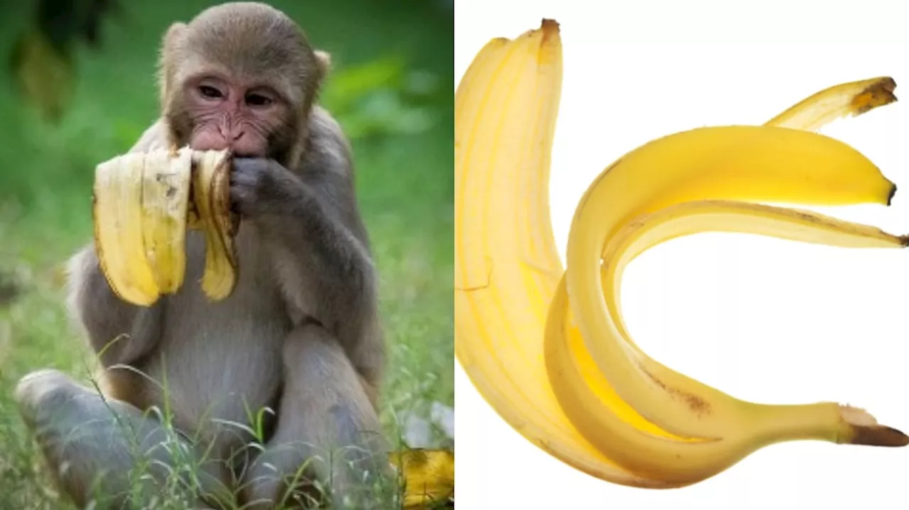 Banana Peel: తొక్కే కదా అని వదిలేస్తున్నారా..?.. అరటితొక్కతో కలిగే ఈ బెనిఫిట్స్ తెలిస్తే షాక్ తో నోరెళ్లబెడతారు..