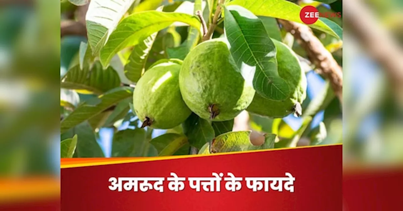 Guava Leaves: अमरूद ही नहीं, इसके पत्ते भी हैं बड़े काम के, जानिए किस तरह करें सेवन