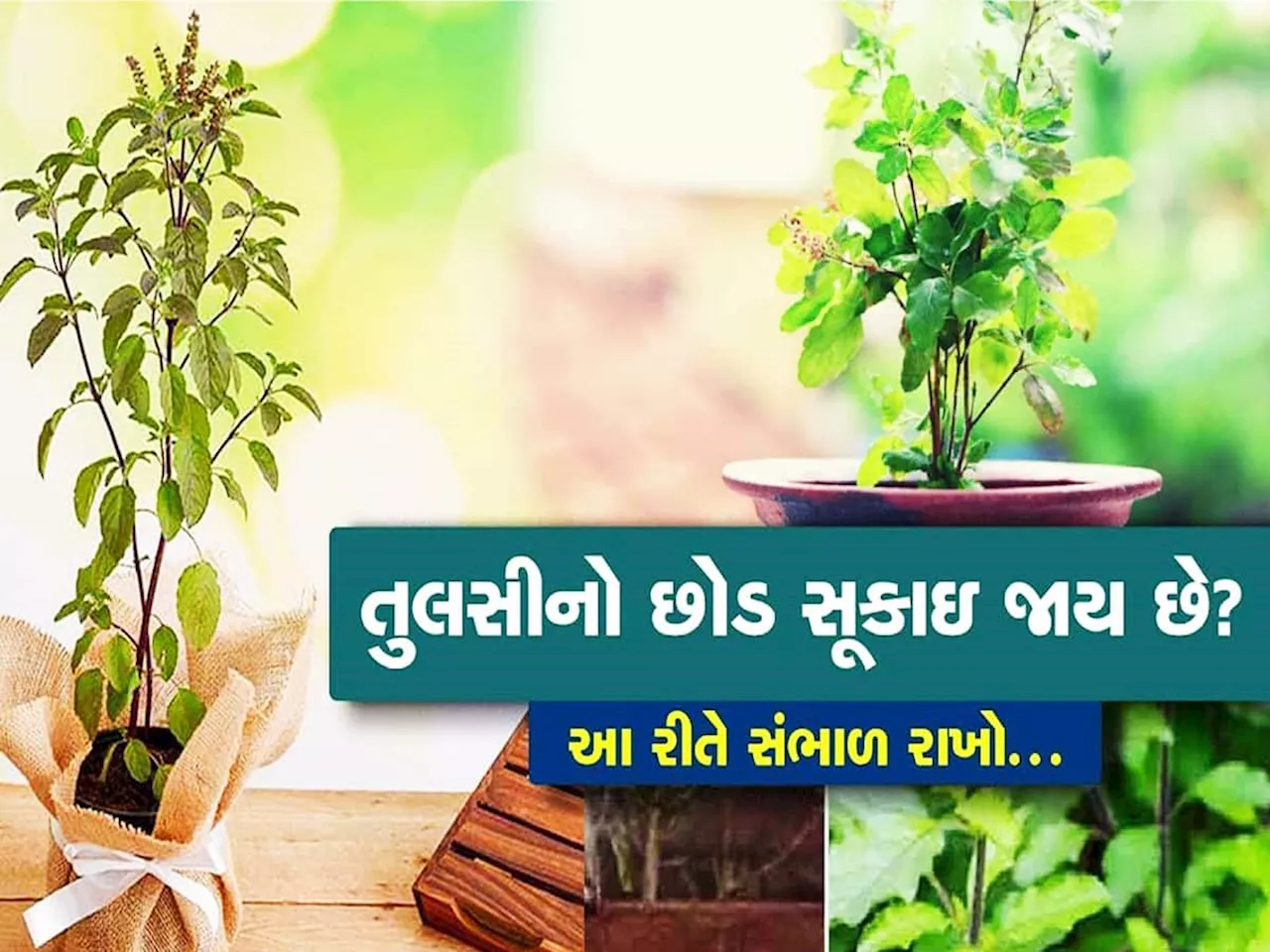 Tulsi Plant: શું વારંવાર સુકાઈ જાય છે તુલસી? આવું થવાથી શું કોઈ નુકસાન થાય? જાણો ઉપાય