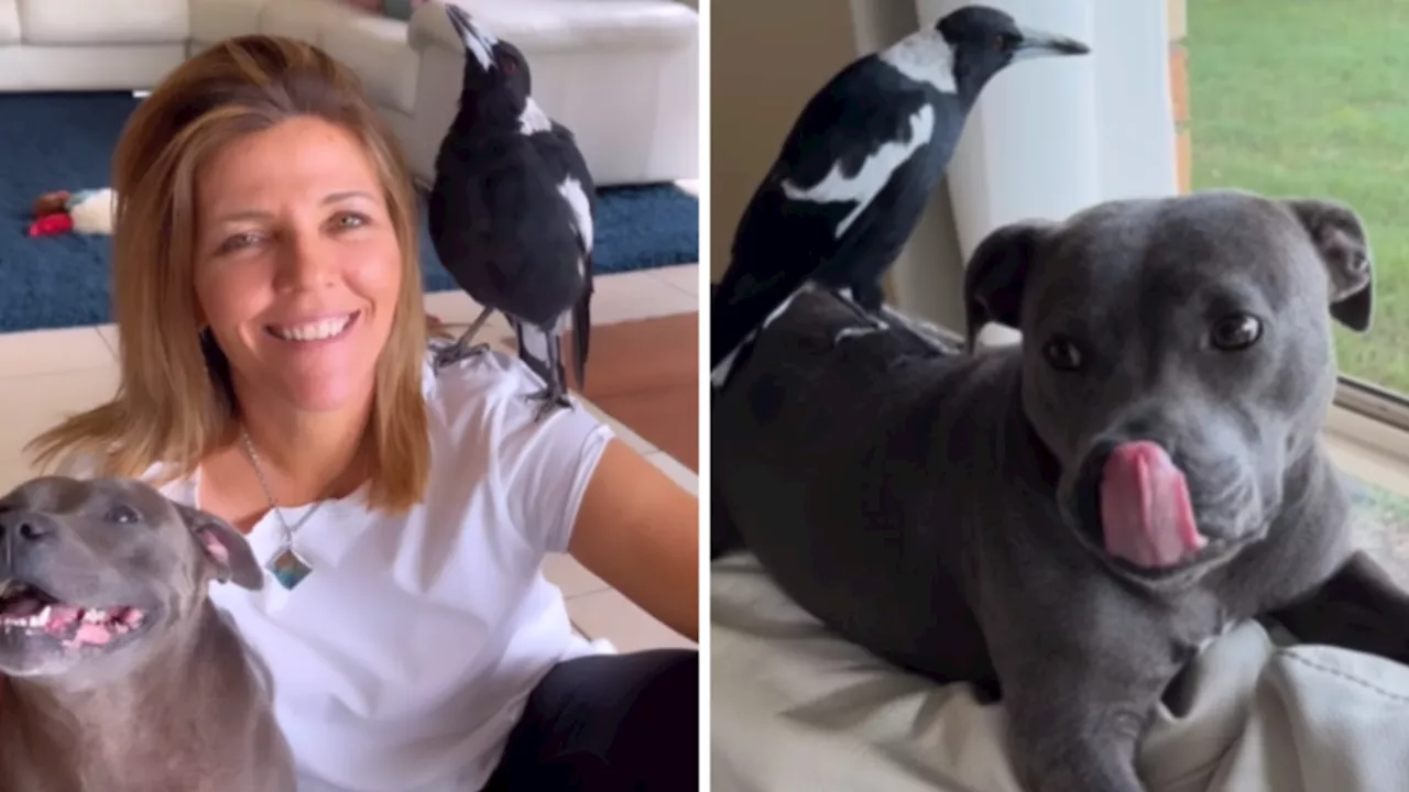 Peggy and Molly: Family ‘kept in the dark’ after beloved magpie seized from home