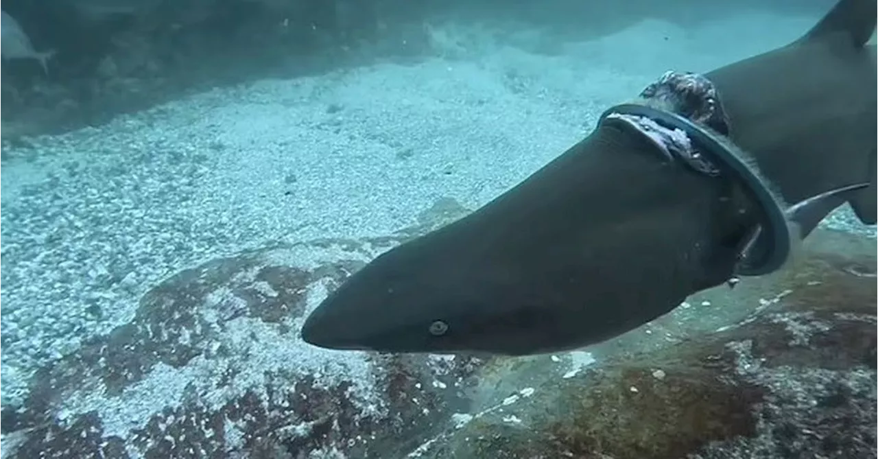 Rubbish warning after grey nurse shark filmed trapped in plastic ring