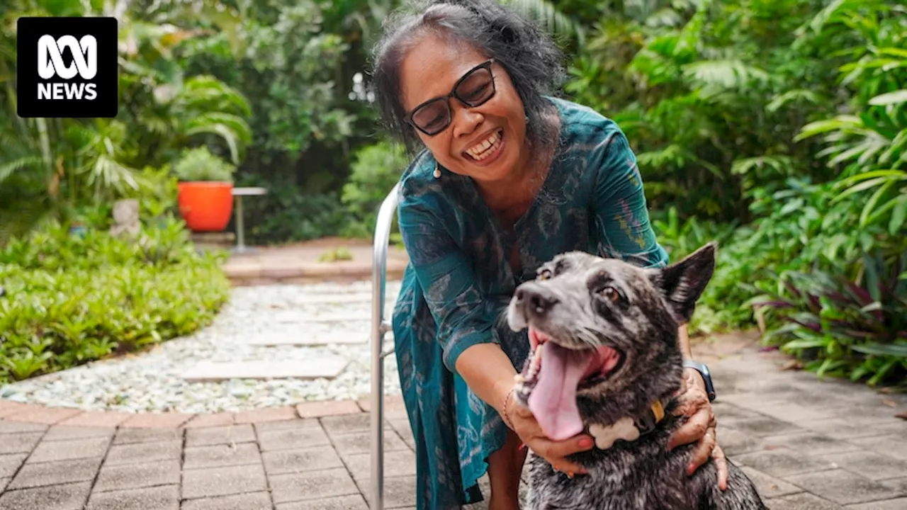 Dog attacked along Darwin beach by 2m saltwater crocodile