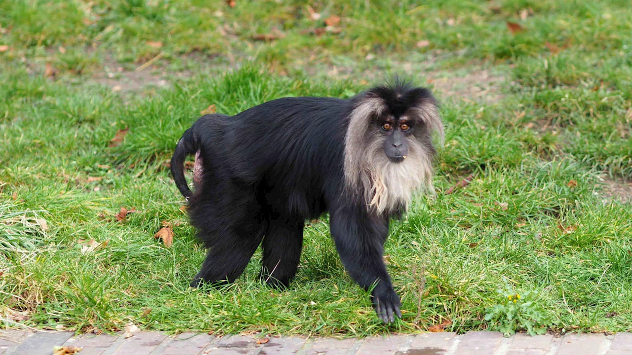 Seltener Bartaffe aus Leipziger Zoo gestohlen