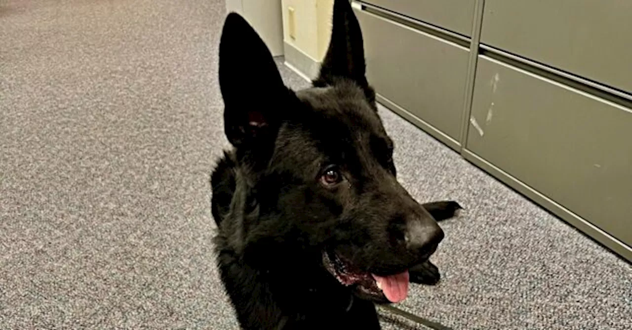 K-9 Officer in Oregon Makes Significant Drug Busts