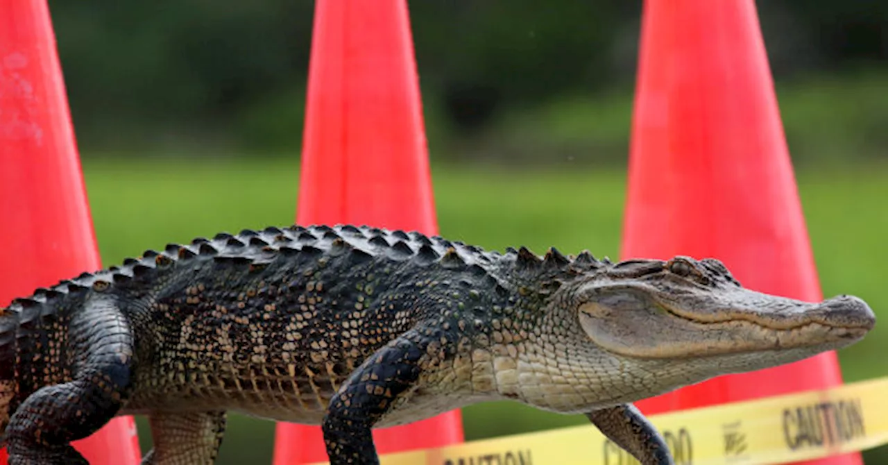 WATCH — Impressive!: Florida Child Helps Wrangle Alligator Caught Blocking Roadway