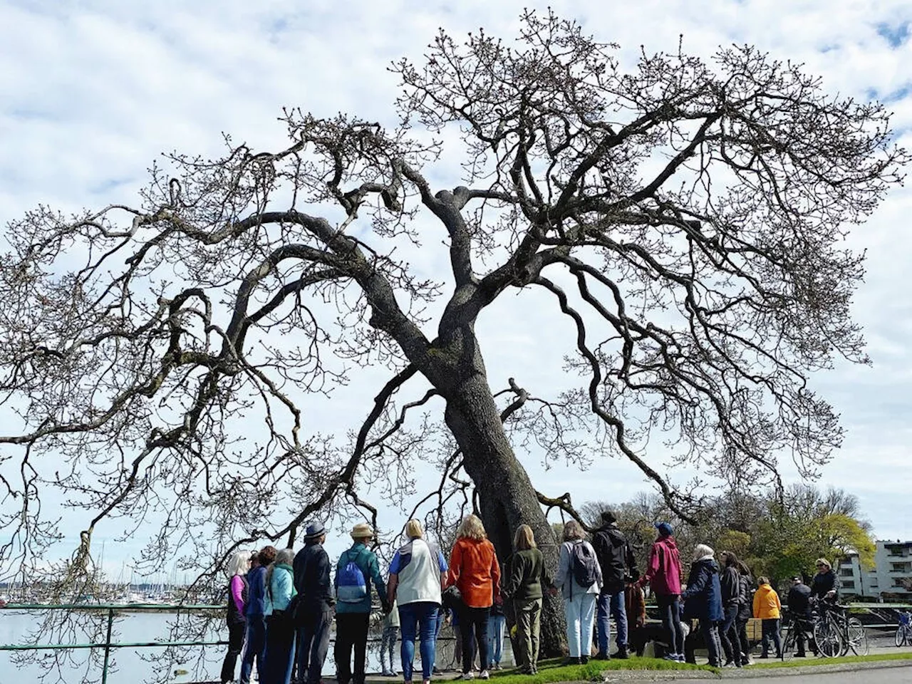 Residents Gather to Say Goodbye to Oak Tree Set for Removal