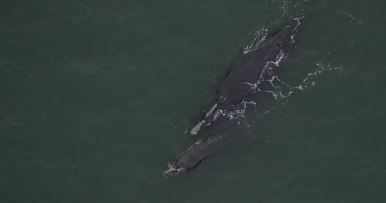 Endangered right whale mother found dead off Virginia, newborn calf not expected to survive