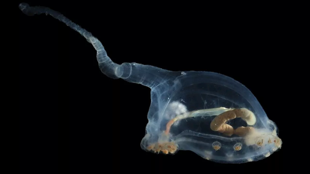 Scientists capture stunning images of ocean life in proposed deep-sea mining zone