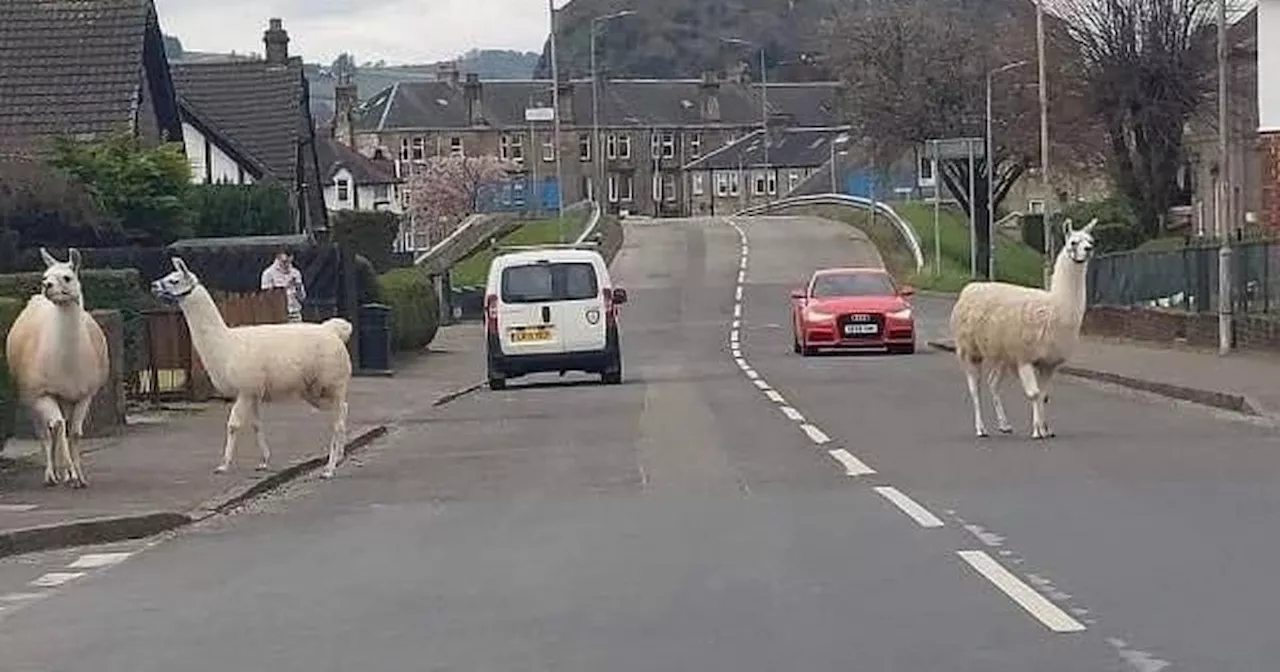 Moment escaped llamas rampaged down Scots street causing stir in town