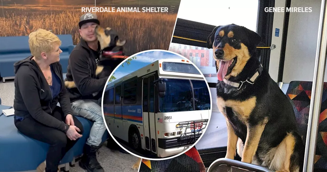 Dog decides to take solo adventure, hops on RTD bus in Denver area