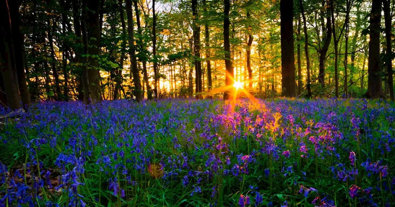 Discover the Beauty of Bluebell Woods in Spring