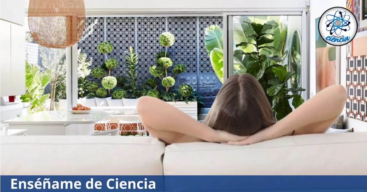 Combate el calor con estas 6 plantas que mantienen tu hogar fresco de una manera natural