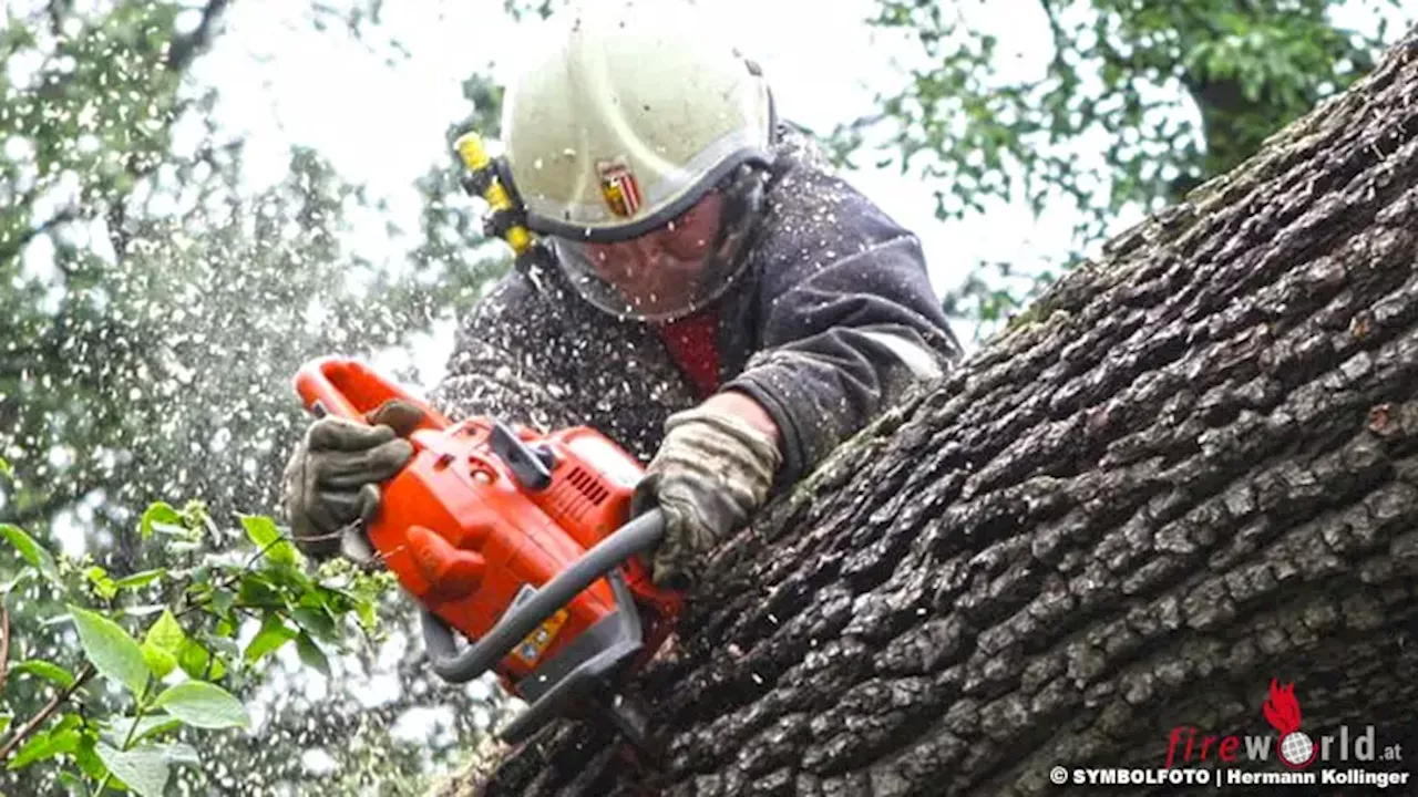 Stmk: Ehepaar im Auto von Baum erschlagen, Pkw gegen Baum → drei Tote am Ostermontag in der Oststeiermark