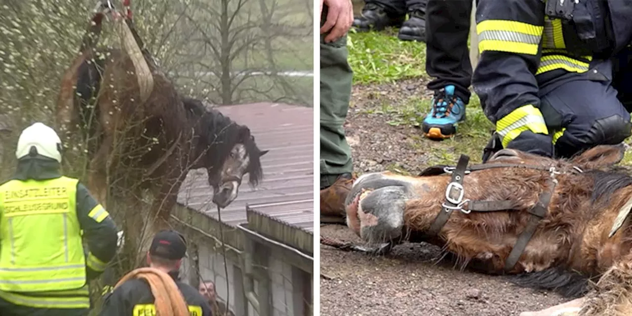 Pferd stürzt 12 Meter in Abgrund – Feuerwehr muss es mit Kran retten