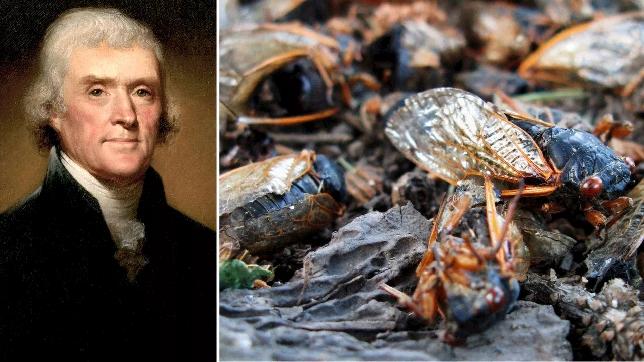 Cicada invasion: Trillions of noisy flying insects to swarm US for first time in 221 years