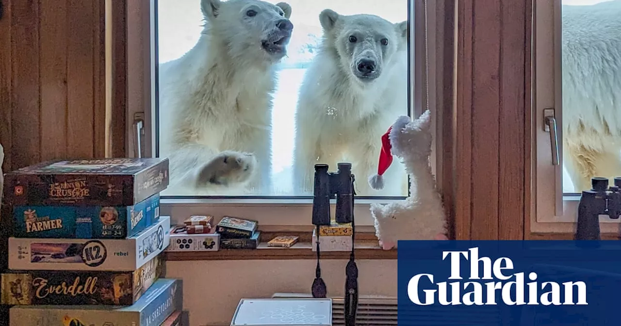 ‘Wonderful experience’: Svalbard researcher’s close encounter with Svalbard polar bears