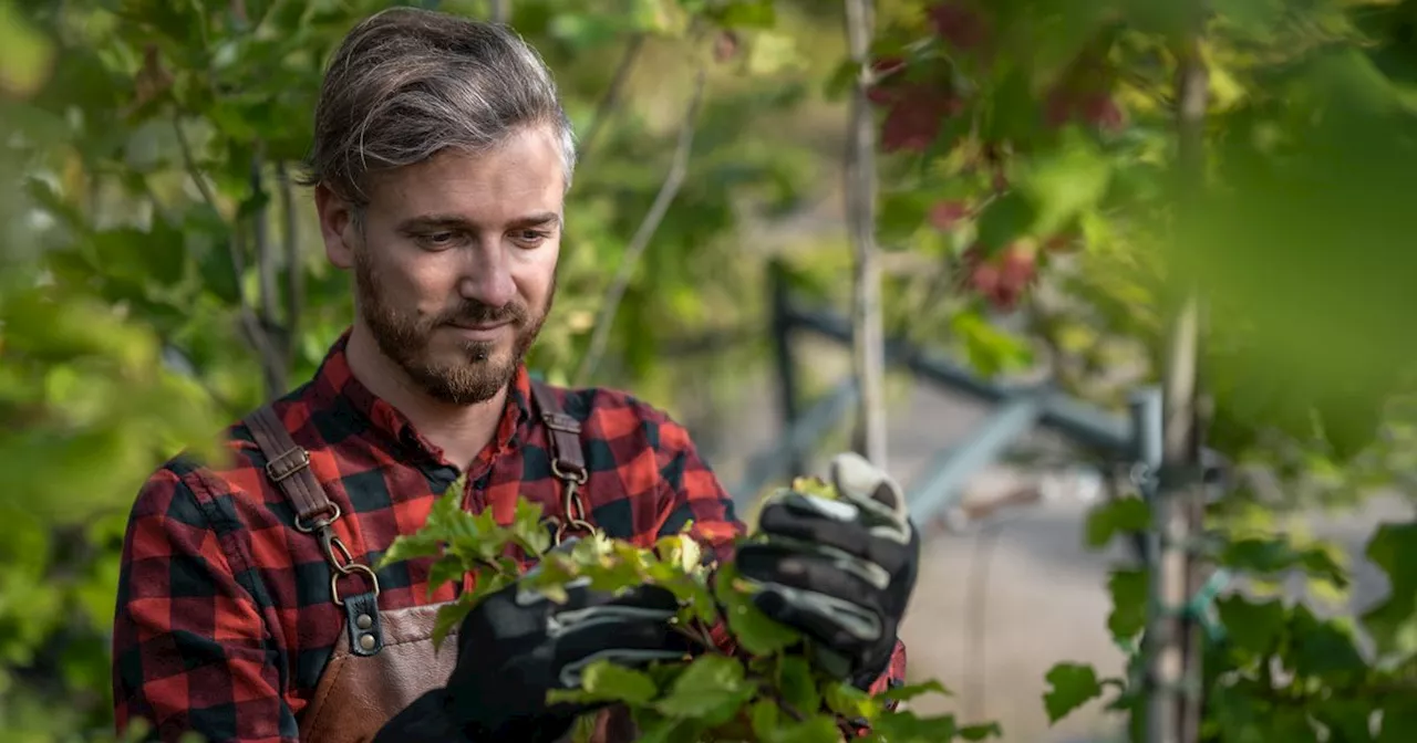 UK Gardeners, Use These 4 Plants For Natural Pest Control In Your Garden This Spring