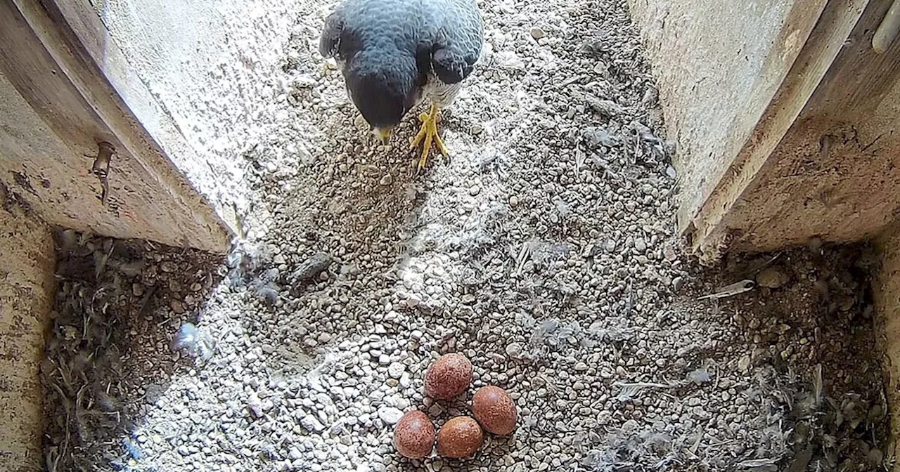 Wanderfalken brüten im Regensburger Rathausturm