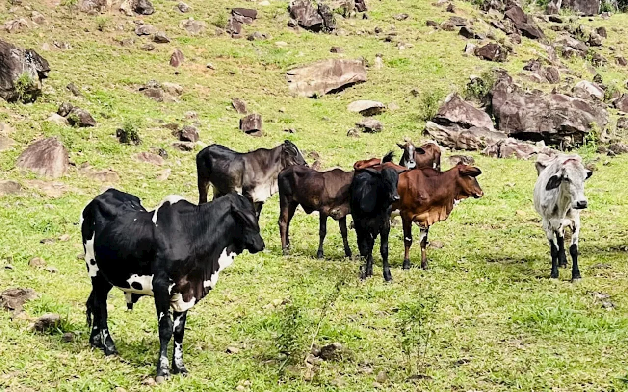 Campanha de vacinação contra a Febre Aftosa no Estado do Rio de Janeiro