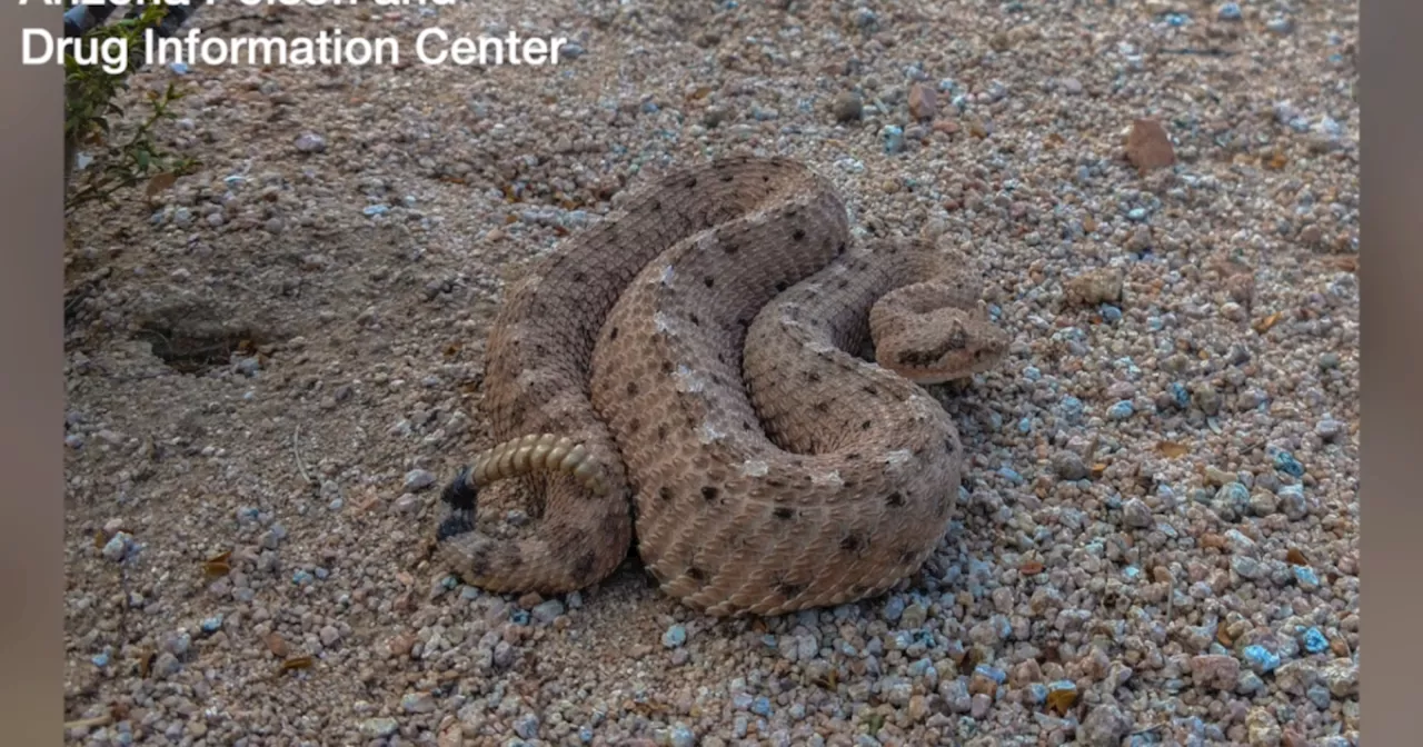 Rattlesnake bites in Arizona come with hefty hospital bills