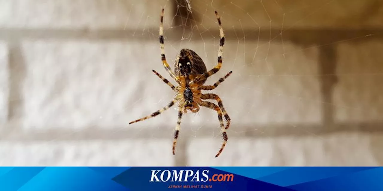 7 Penyebab Laba-laba Masuk ke Rumah dan Cara Mencegahnya