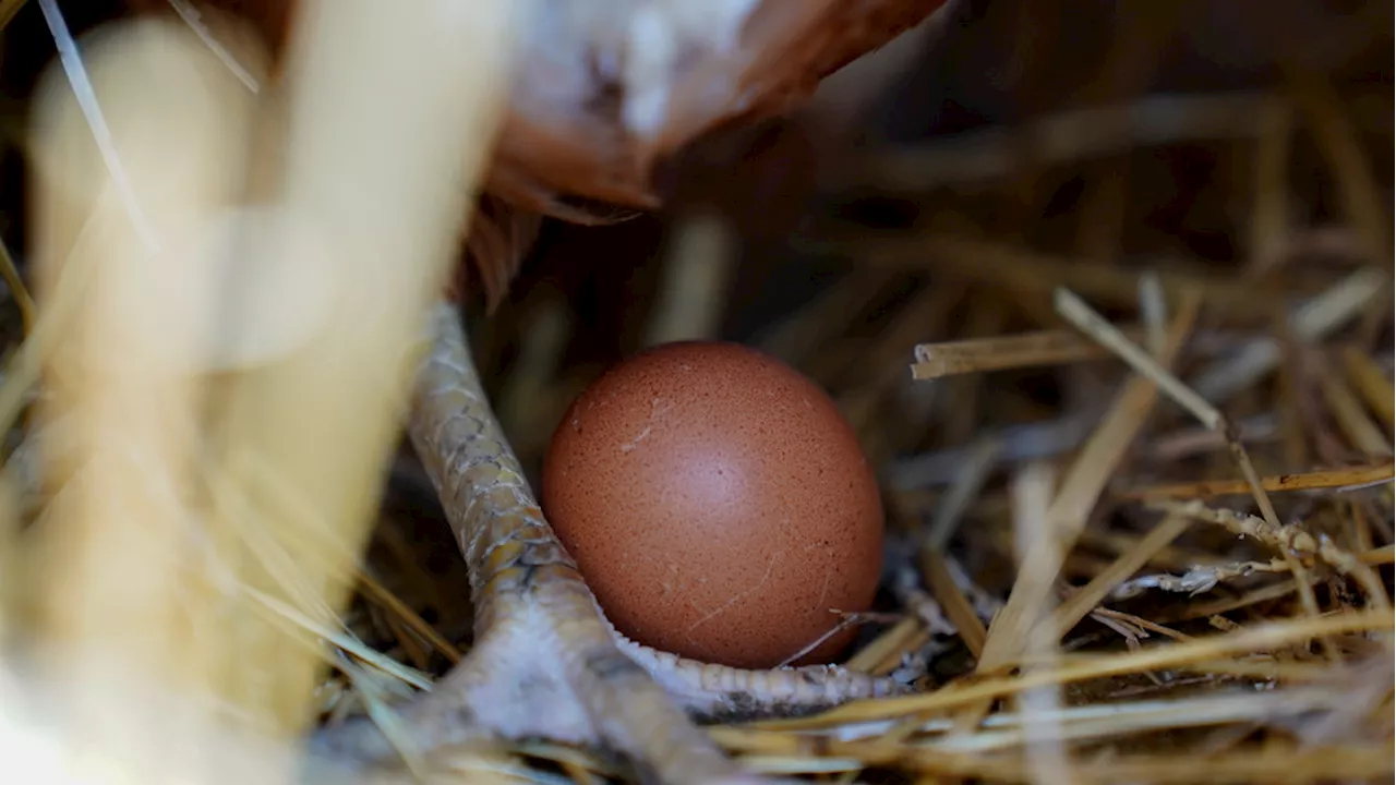 Biggest fresh egg producer in US finds bird flu in chickens at Texas and Michigan plants