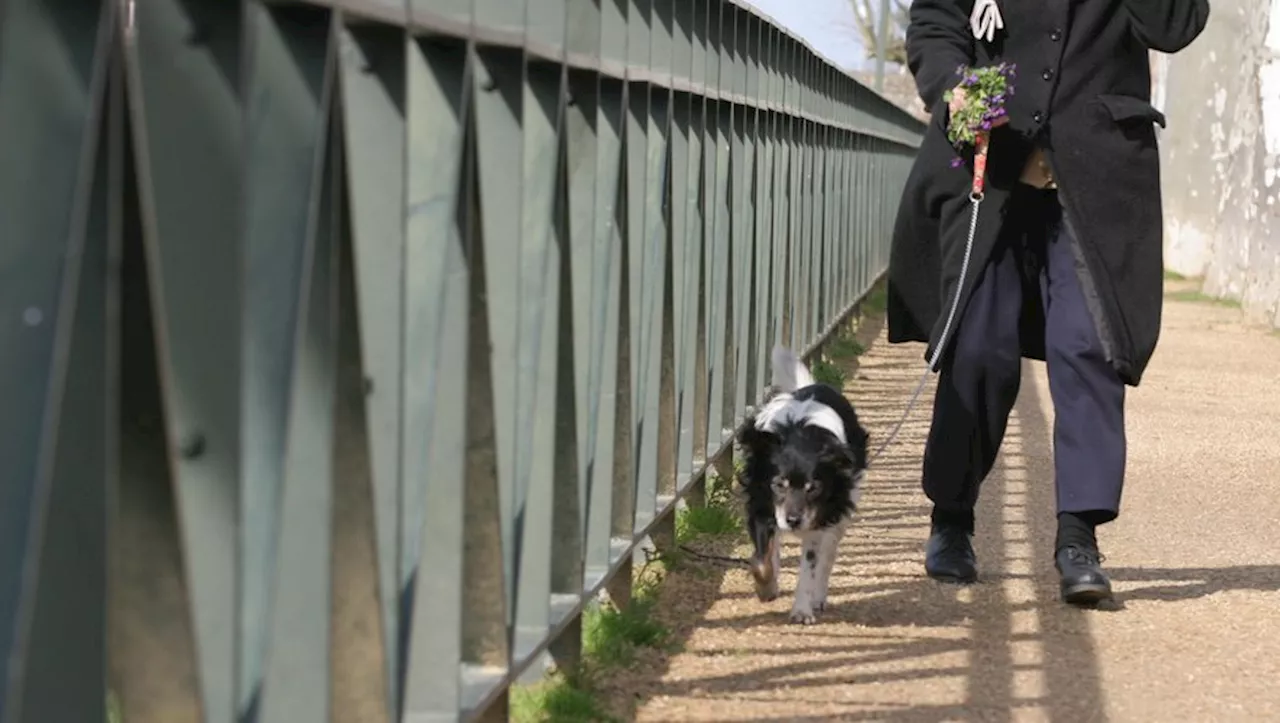 Capdenac-Gare. 'Il a écrasé mon chien', la promenade tourne à l’affrontement à Capdenac