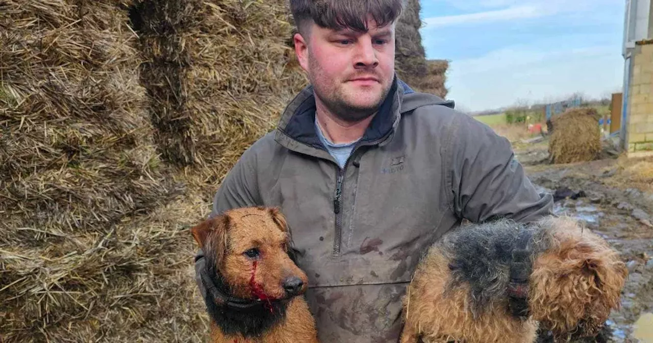 Rat catcher who caught rat size of a dog warns they're 'getting bigger'