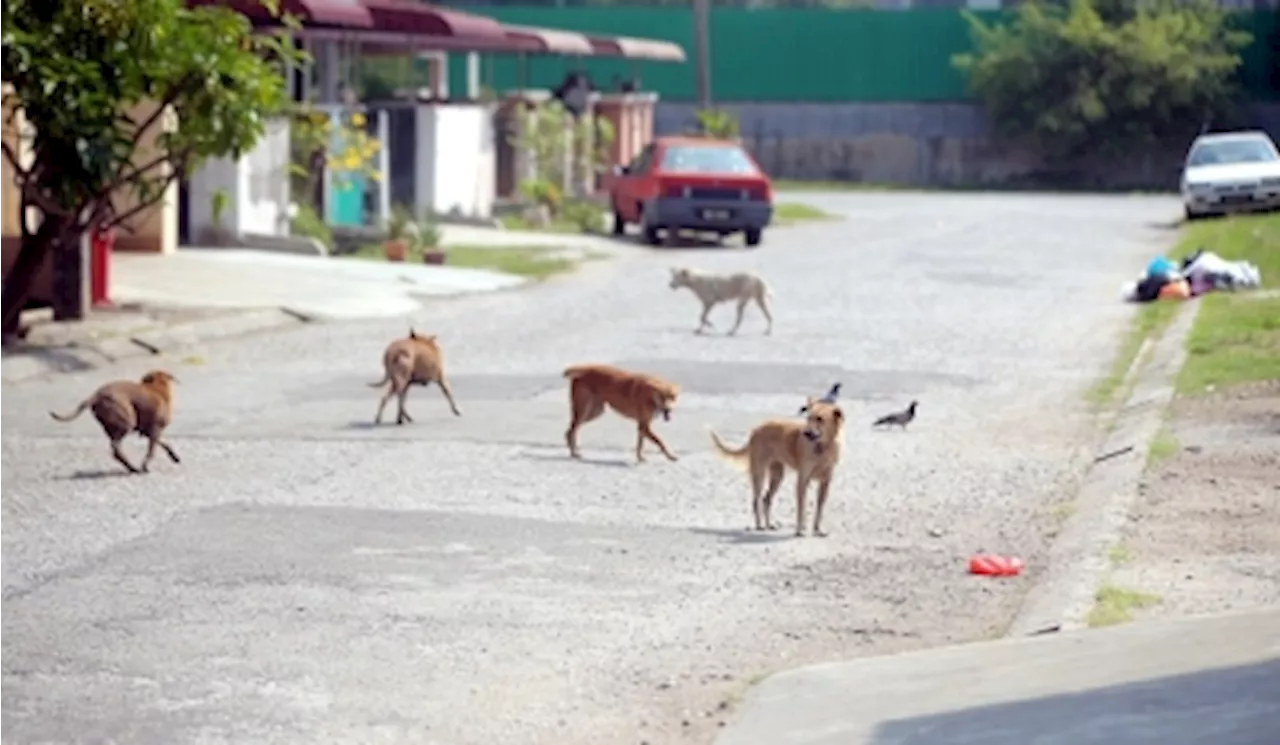 After Permaisuri Selangor’s criticism, sources claim MBSA putting off stray culling campaign