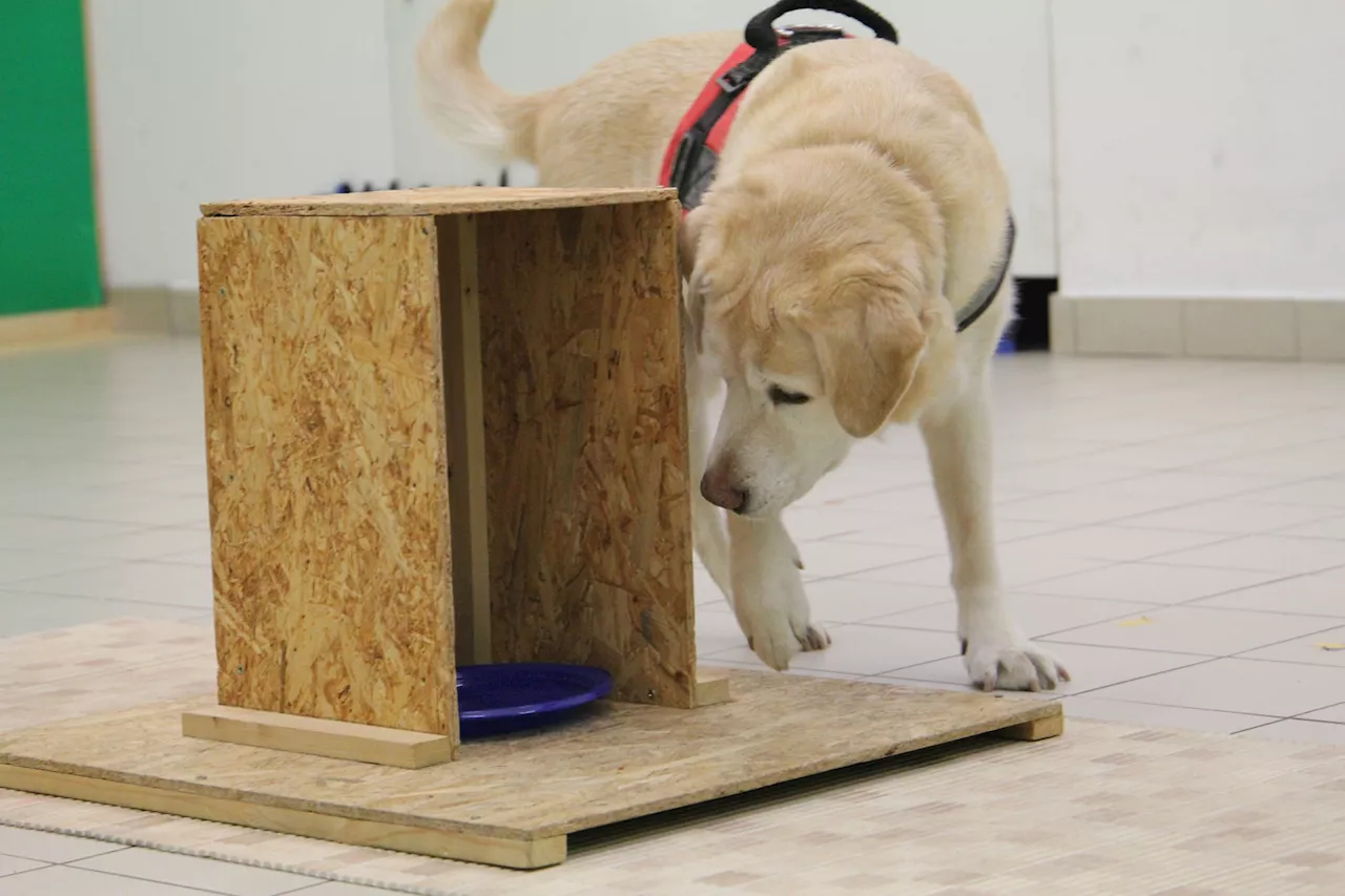 Dogs may provide new insights into human aging and cognition