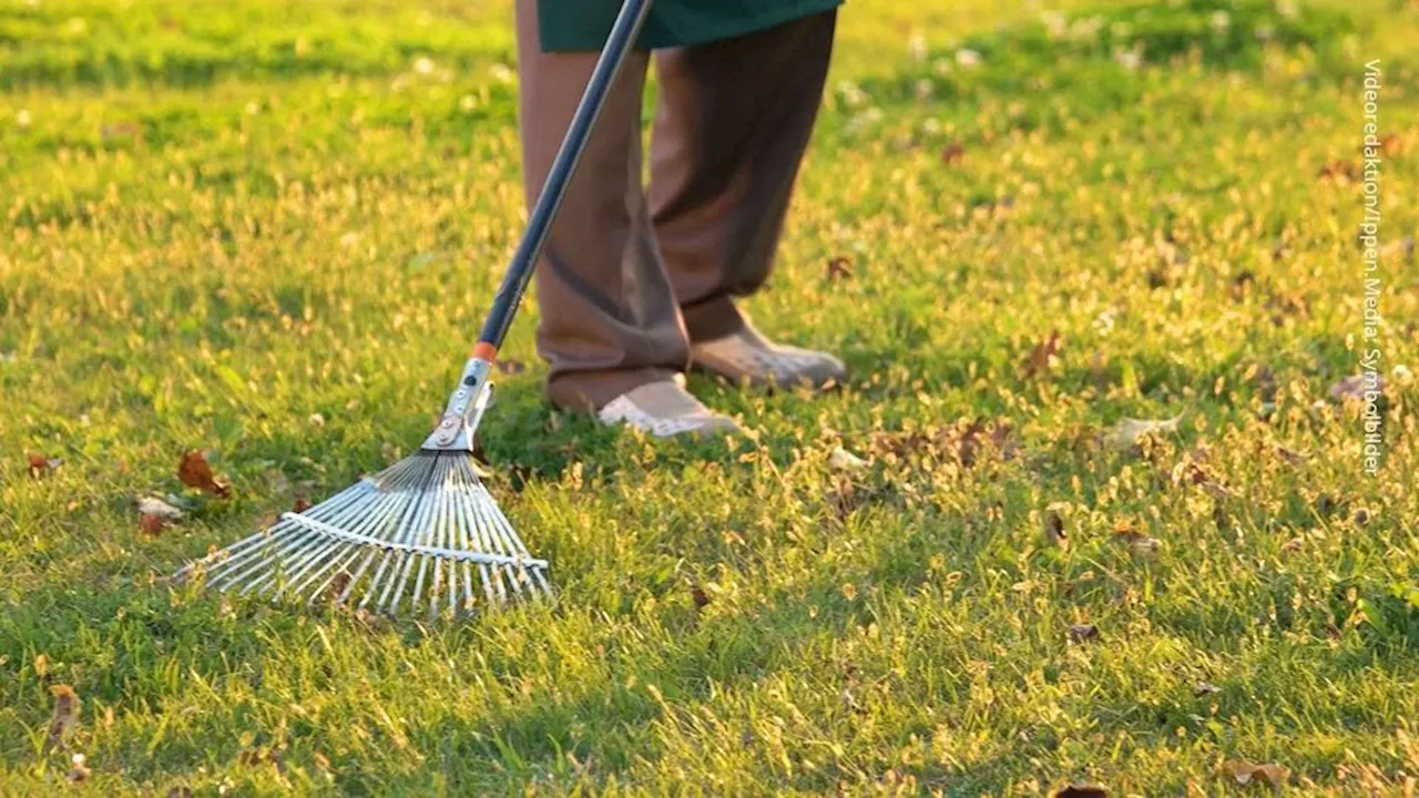 Hausmittel gegen Moos im Garten: Cola hilft