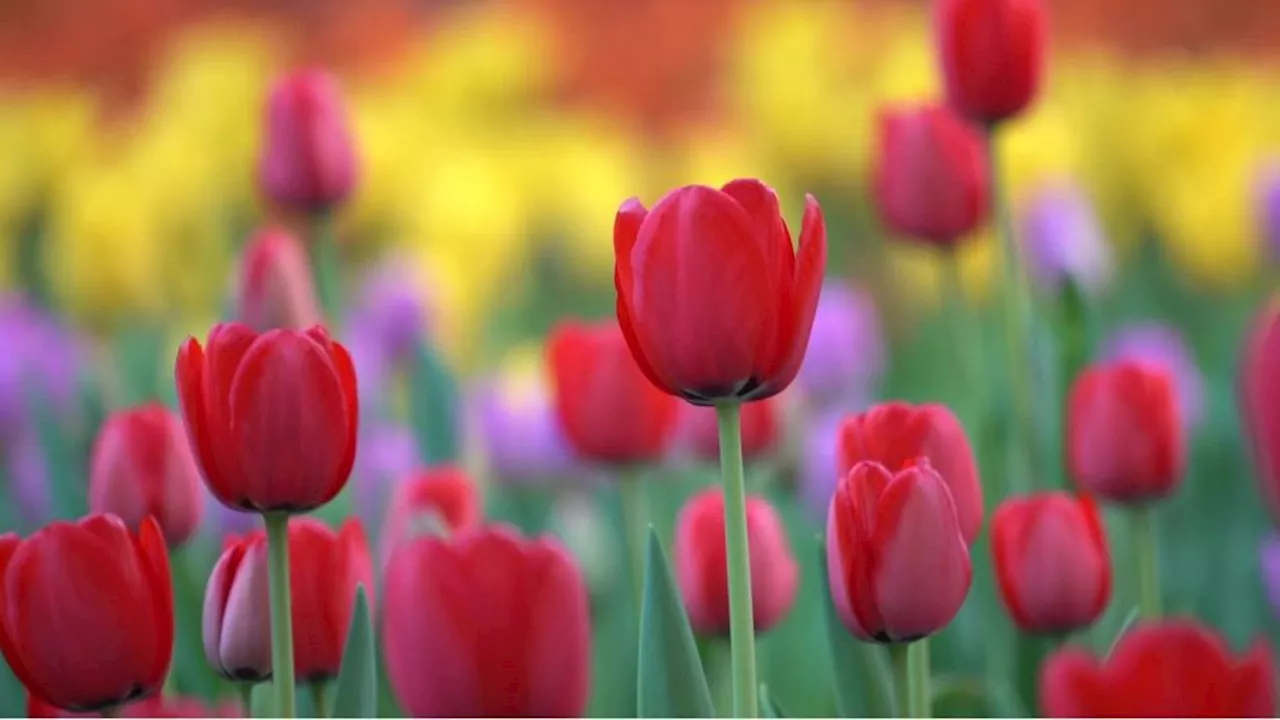 Trick beim Blumenkaufen: Woran Sie frische Tulpen leicht erkennen