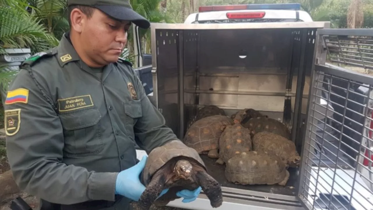 Durante la Semana Santa se realizaron 56 incautaciones de flora y fauna silvestre en Antioquia