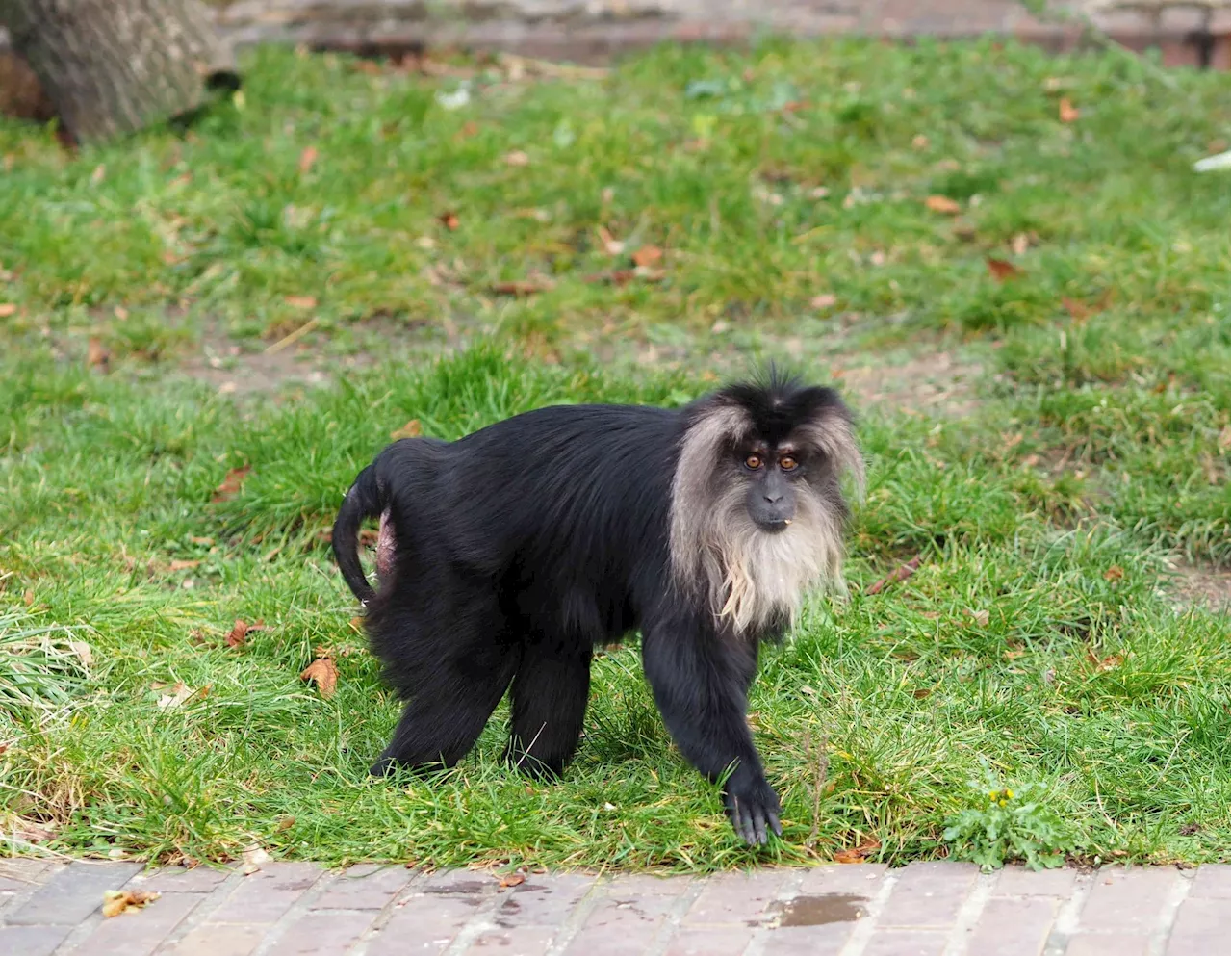 Bartaffe aus Leipziger Zoo gestohlen