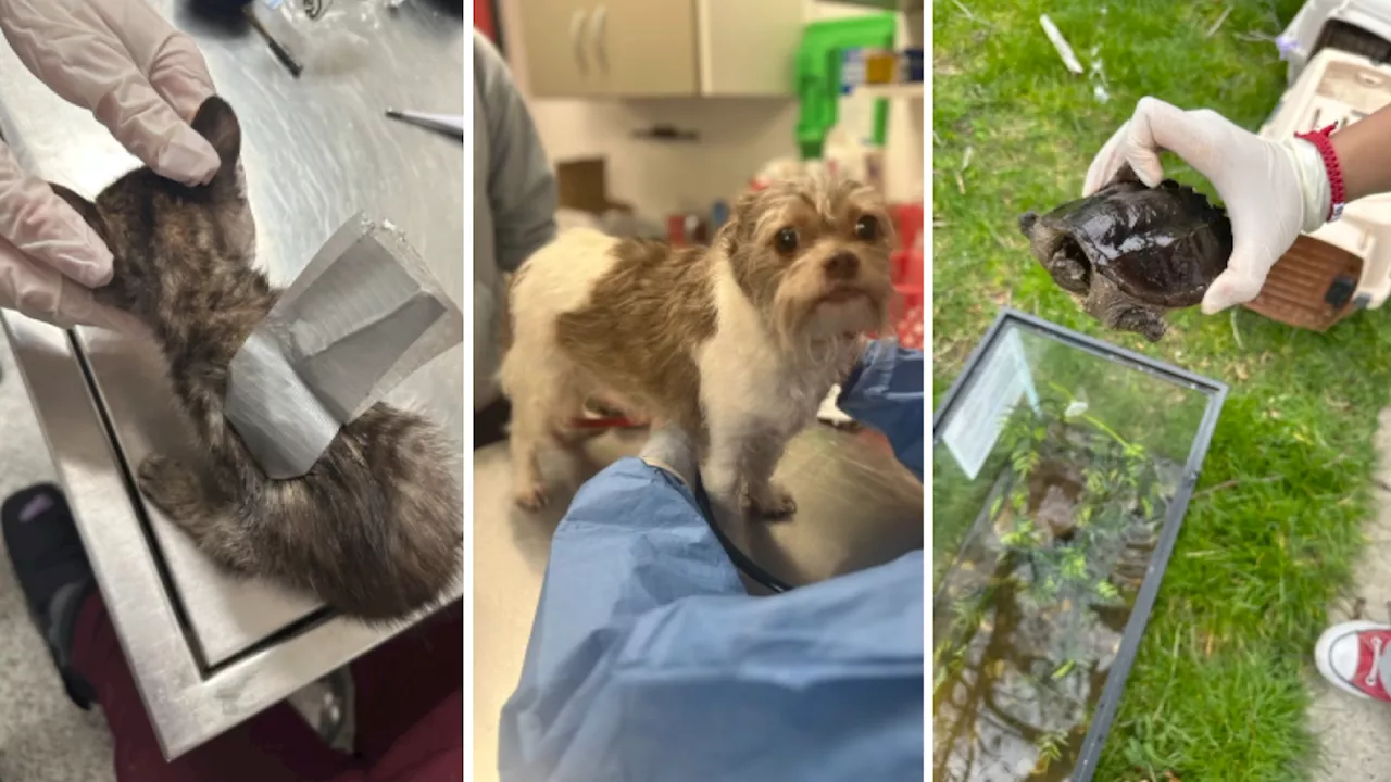 Duct-taped kitten, dozens of neglected animals rescued from Chester County home, officials say