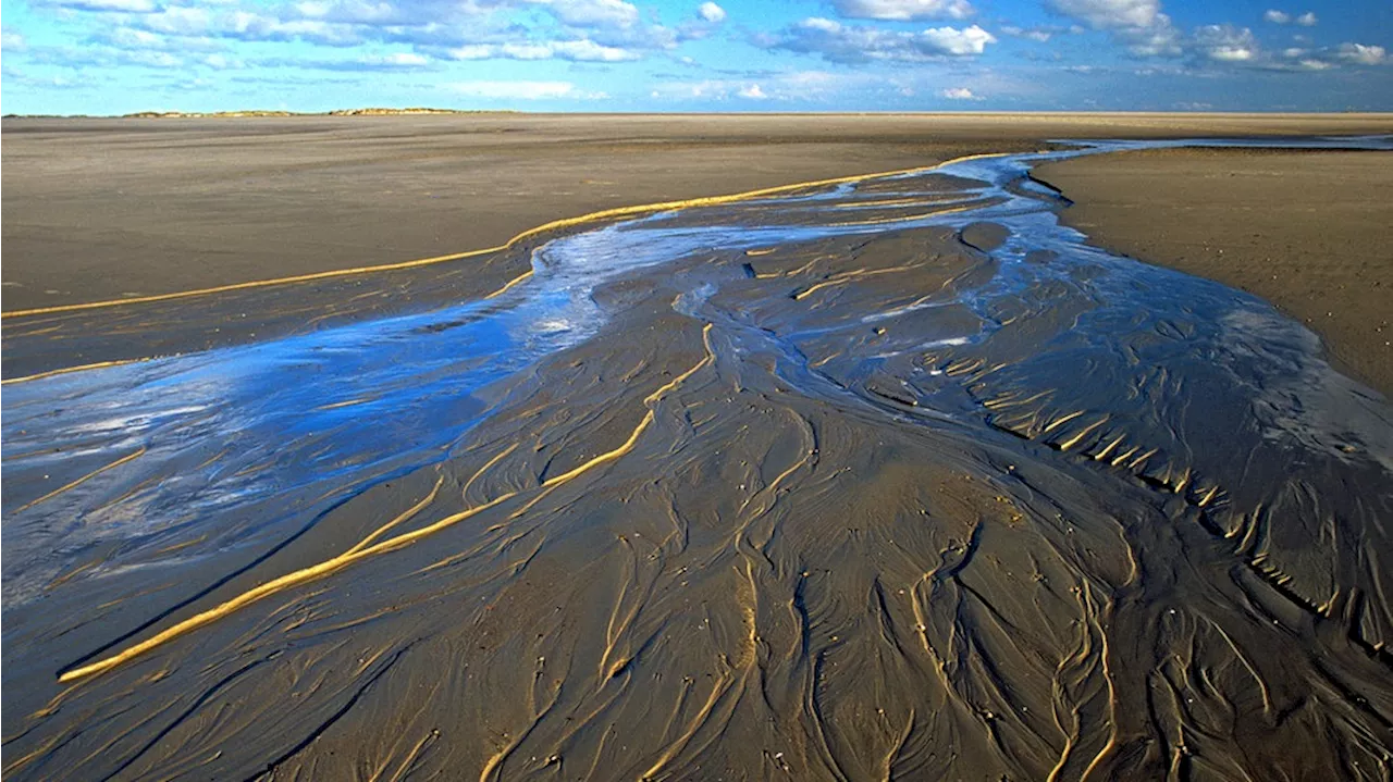 Das Wattenmeer: Ein einzigartiger Lebensraum