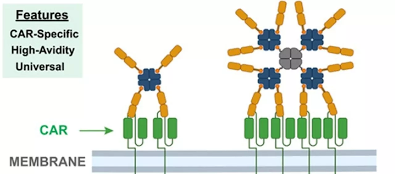 Advancements in CAR-T Therapy: Utilizing Antigen Multimers for Improved Workflow Automation